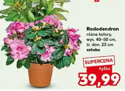 Kaufland Rododendron oferta