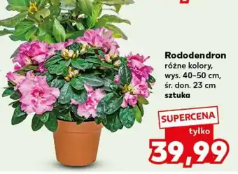 Kaufland Rododendron oferta