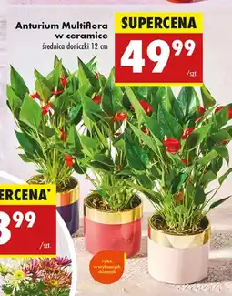 Biedronka Anturium Multiflora oferta