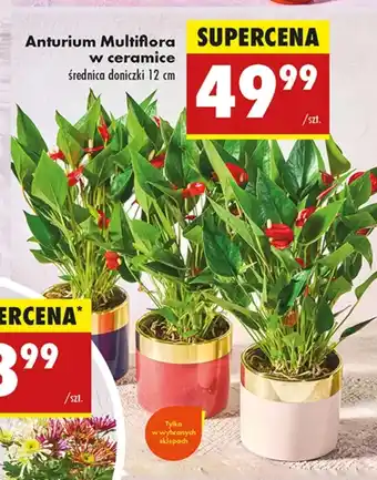 Biedronka Anturium Multiflora oferta