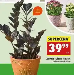 Biedronka Zamioculcas raven śr. 17 cm oferta