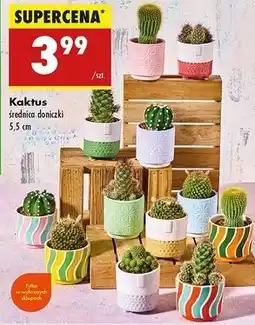 Biedronka Kaktus oferta
