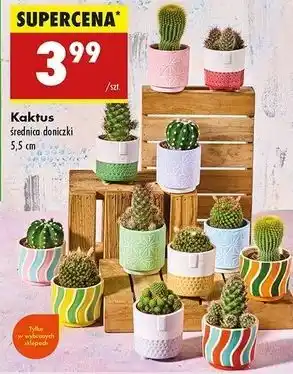Biedronka Kaktus oferta