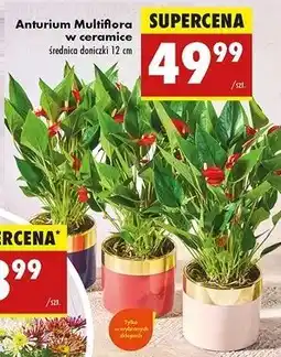 Biedronka Anturium multiflora w ceramice 12 cm oferta