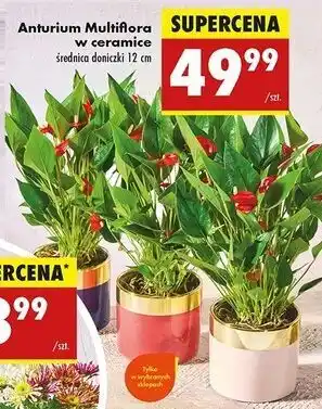 Biedronka Anturium multiflora w ceramice 12 cm oferta