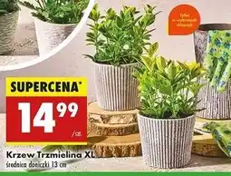 Biedronka Trzmielina oferta