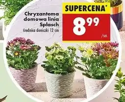 Biedronka Chryzantema splasch oferta