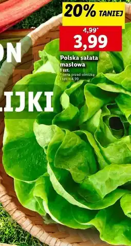 Lidl Sałata masłowa oferta