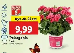 Lidl Pelargonia chris don. 23 cm oferta