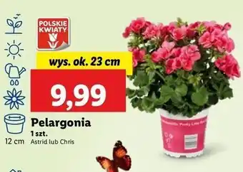 Lidl Pelargonia chris don. 23 cm oferta