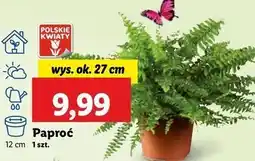 Lidl Paproć don. 12 cm oferta
