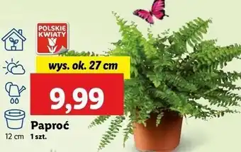 Lidl Paproć don. 12 cm oferta