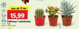 Lidl Sukulent oferta