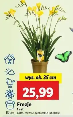 Lidl Frezja biała oferta