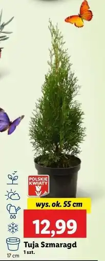 Lidl Tuja szmaragd don. 17 cm oferta