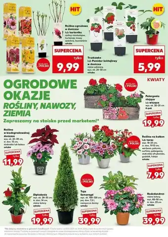 Kaufland Pomidor koktajlowy karłowy don. 12 cm oferta