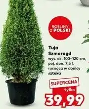 Kaufland Tuja szmaragd 100-120 cm oferta