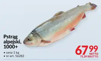 Makro Pstrąg alpejski, 1000+ Makro oferta