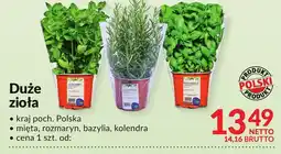 Makro Duże zioła Makro oferta