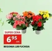 Auchan Fuksja oferta