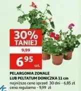 Auchan Peltatum 11 cm oferta
