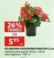 Auchan Pelargonia kaskadowa w don. 11 cm oferta