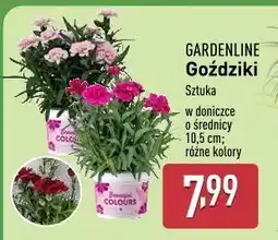 ALDI Goździk Gardenline oferta
