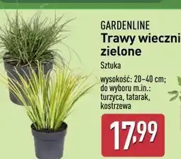 ALDI Trawa wiecznie zielona Gardenline oferta