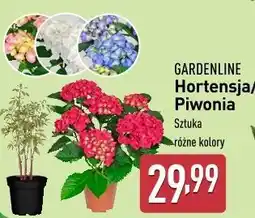 ALDI Piwonia don. 19 cm Gardenline oferta