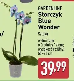 ALDI Storczyk blue wonder don 12 cm Gardenline oferta