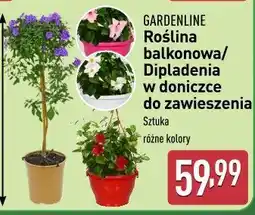 ALDI Roślina balkonowa Gardenline oferta