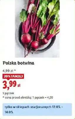 Lidl Polska botwina oferta