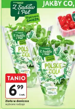 Intermarche Zioła w doniczce wybrane rodzaje Intermarche oferta