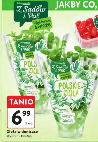 Intermarche Zioła w doniczce wybrane rodzaje Intermarche oferta