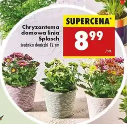 Biedronka Chryzantema domowa linia Splasch oferta