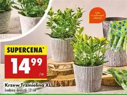 Biedronka Krzew Trzmielina XL oferta