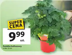 Auchan Pomidor balkonowy oferta