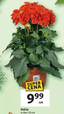 Auchan Dalia don. 12 cm oferta