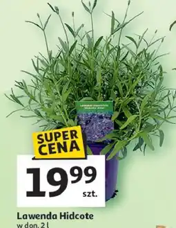 Auchan Lawenda hidcote oferta