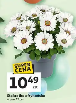 Auchan Stokrotka afrykańska oferta