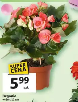 Auchan Begonia don. 12 cm oferta