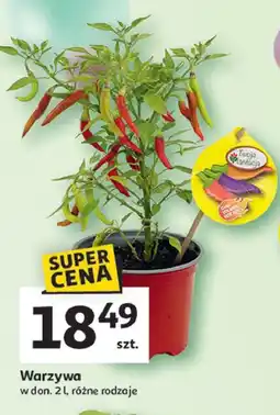 Auchan Papryczki chili w doniczce oferta