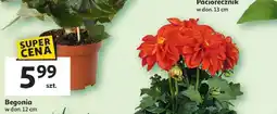 Auchan Begonia 12 cm oferta