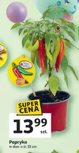 Auchan Papryka w doniczce 15 cm oferta