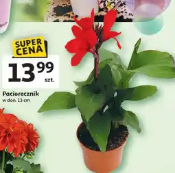 Auchan Paciorecznik 13 cm oferta