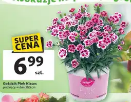 Auchan Goździk pink kisses oferta