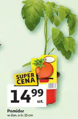 Auchan Pomidor oferta