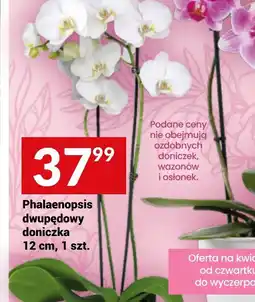 Twój Market Phalaenopsis dwupędowy oferta