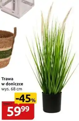 Black Red White TRAWA SZTUCZNA W DONICZCE oferta