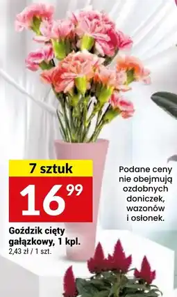 Twój Market Goździk cięty gałązkowy oferta